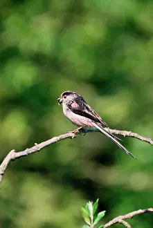 Aegithalos: Long-Tailed TIT - perched on branch