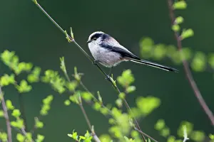 Aegithalos: Long-tailed Tit - perched on branch