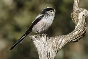 Aegithalos: Long-Tailed Tit - perched on a branch - Castile