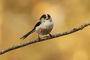 Aegithalos: Long-Tailed Tit - perched on a branch - Castile