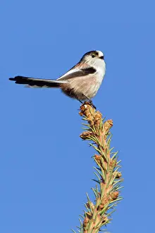 Aegithalos: Long-tailed Tit - perched on fir tree tip in garden