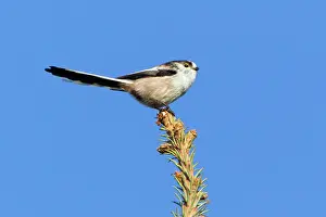 Aegithalos: Long-tailed Tit - perched on fir tree tip in garden