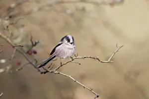 Aegithalos: Long-tailed Tit - Perched in hawthorn