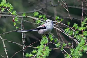 Aegithalos: Long-tailed Tit - perched on Larch Tree branch