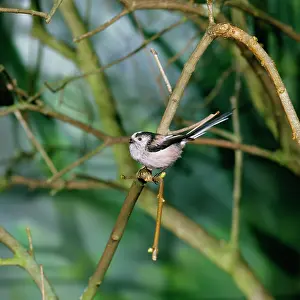 Aegithalos: Long-tailed TIT - perched, side view