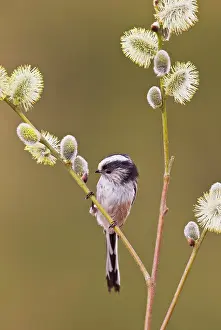Aegithalos: Long - tailed Tit - on Pussy Willow