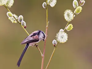 Aegithalos: Long - tailed Tit - on Pussy Willow