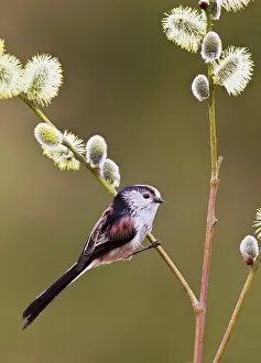 Aegithalos: Long - tailed Tit - on Pussy Willow