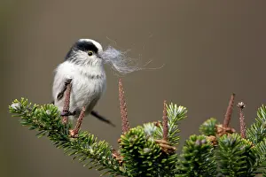 Aegithalos: Long-Tailed Tit - With sheeps wool in bill as