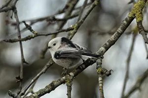 Branches: Long-tailed Tit sitting on branch looking left