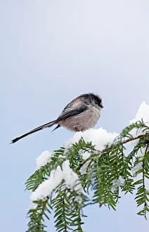 Aegithalos: Long-tailed Tit - on snow covered yew