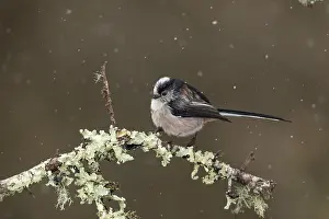 120219: Long Tailed Tit - Snowing - Cornwall - UK
