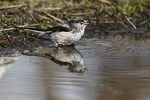 Aegithalos: Long-Tailed Tit - taking a bath - Castile and Leon, Spain