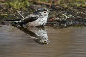 Aegithalos: Long-Tailed Tit - taking a bath - Castile and Leon, Spain