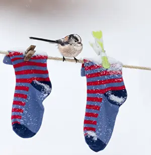 120219: Long Tailed Tit - on Washing Line in Snow - Cornwall - UK
