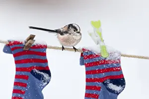 Clothes: Long Tailed Tit - Washing Line in Snow - Cornwall - UK