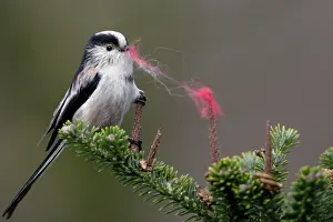 Aegithalos: Long-Tailed Tit - With wool in bill as nest building