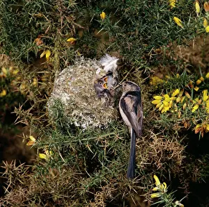 Aegithalos: Long-Tailed Tit - with young at nest