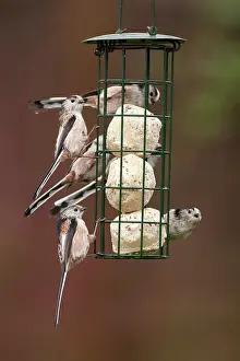 Aegithalos: Long tailed Tits adult flock feeding from fat ball feeder