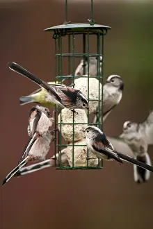 Aegithalos: Long tailed Tits adult flock feeding from fat ball feeder