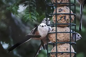 Paridae: Long-tailed tits (Aegithalos caudatus)
