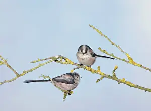 Aegithalos: Long-tailed Tits - on branch