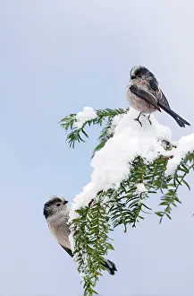 Aegithalos: Long-tailed Tits - on snow covered yew