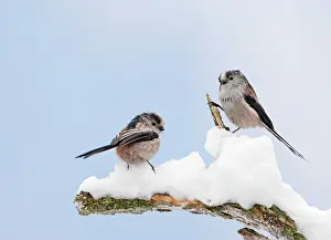 Aegithalos: Long-tailed Tits - on snowy branch