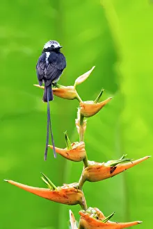 Arenal: Long-tailed Tyrant perched while hunting