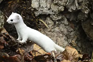 Weasel: Long-tailed Weasel in leaves - Long-tailed Weasel