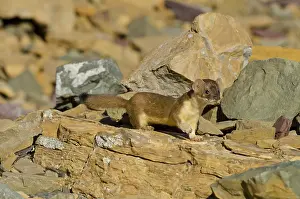 Ermine: Long-tailed Weasel (Mustela frenata). Northern