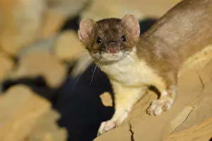 Ermine: Long-tailed Weasel (Mustela frenata). Northern