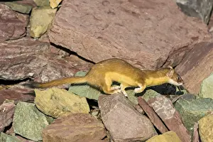 Subalpine: Long-tailed Weasel (Mustela frenata). Northern