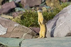 Subalpine: Long-tailed Weasel (Mustela frenata). Northern
