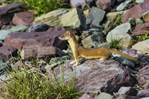 Subalpine: Long-tailed Weasel (Mustela frenata). Northern