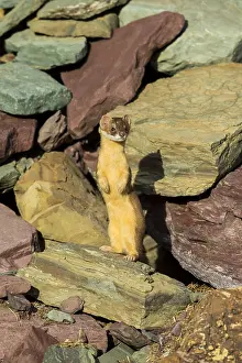 Subalpine: Long-tailed Weasel (Mustela frenata) standing on