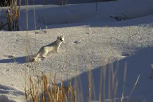 Weasel: Long-tailed Weasel in snow - Long-tailed Weasel