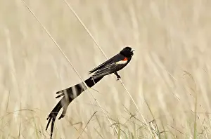 Euplectes: Long-tailed Widow-bird male Golden Gate Highlands