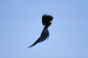 Euplectes: Long-tailed Widowbird - Courtship display, in flght