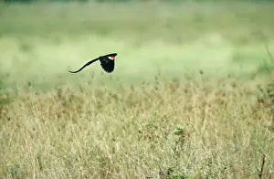 Ploceidae: Long-tailed Widowbird flying