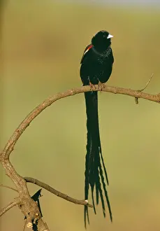 Euplectes: Long-tailed WIDOWBIRD - perched