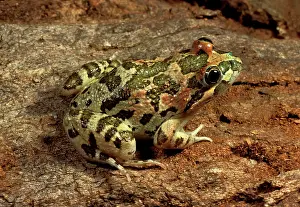 Limnodynastes: Long-thumbed / Barking frog