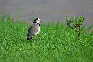 Lapwing: Long-toed Lapwing (Vanellus crassirostris) on ground
