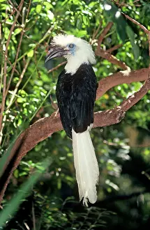 Comatus: Long / White CRESTED HORNBILL / Long / White crowned
