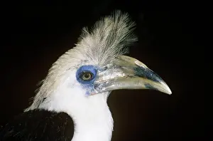 Comatus: LONG / White CRESTED HORNBILL / Long / White crowned