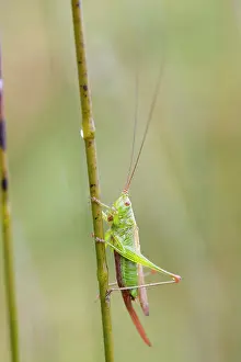 Conehead: Long Winged Conehead