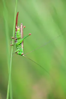 Conehead: Long Winged Conehead