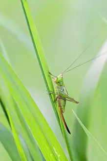Katydid: Long-winged Conehead