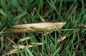Conehead: Long-winged Conehead Bush Cricket - female
