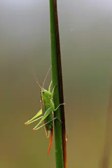 Antwerpen: long-winged conehead (Conocephalus discolor)